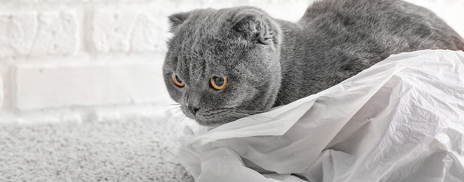 cat sitting in plastic bag on floor