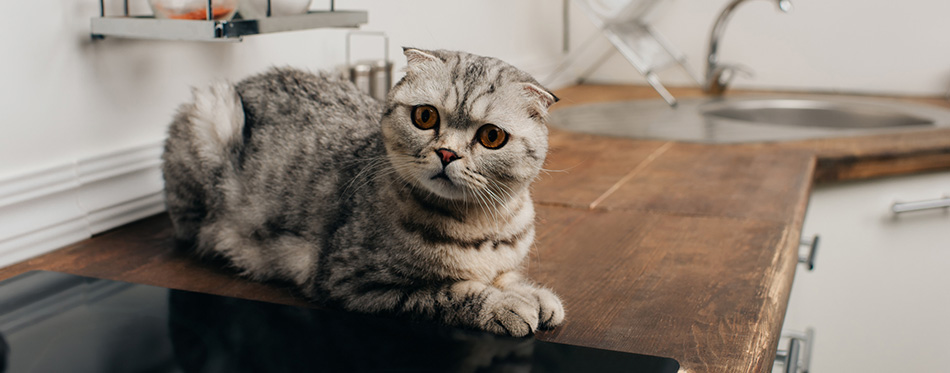 cat sitting on Kitchen Counter