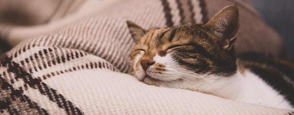 cat sleeping on blanket