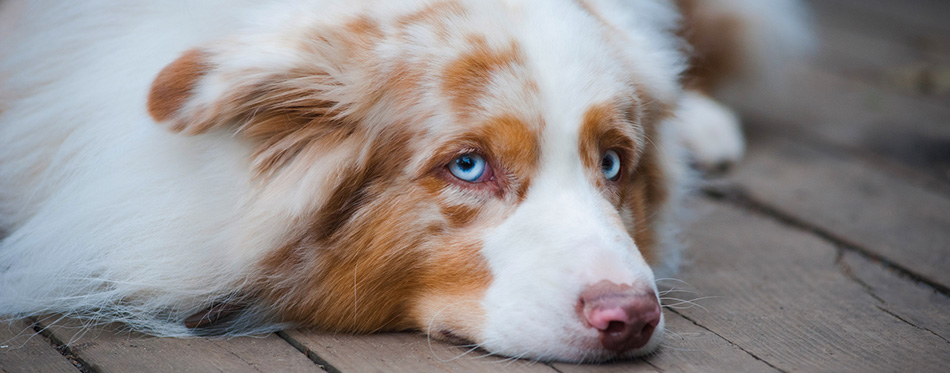 cute dog with blue eyes