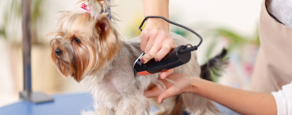 cutting dog hair