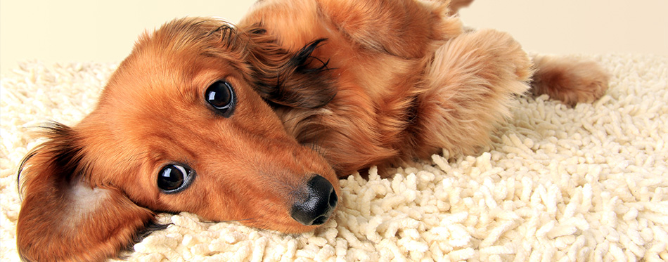 dachshund puppy licking the carpet