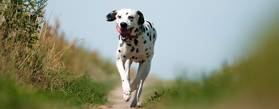 dalmatian