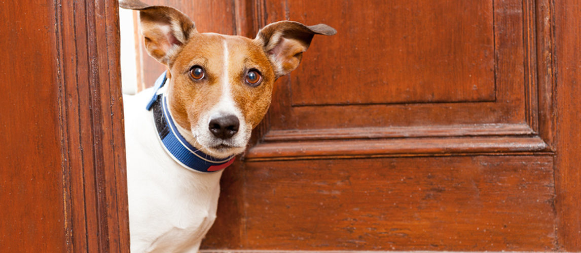 dog at door