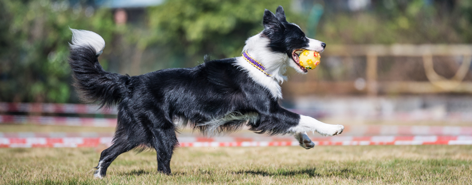 dog chasing ball