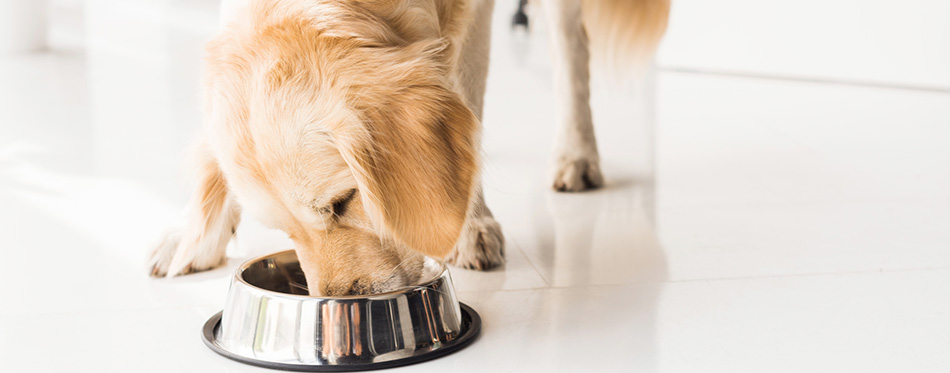 dog eating food at home