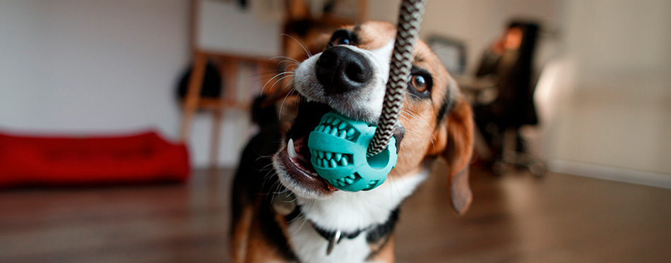 dog is playing with toys