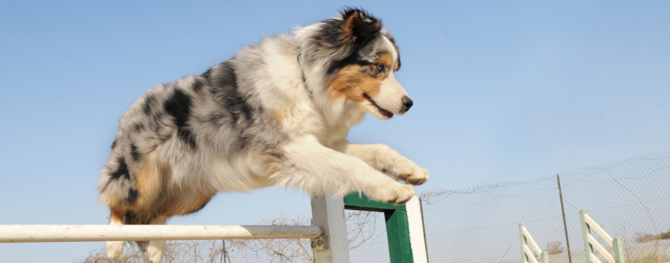 dog jumping