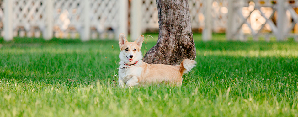 dog playing outdoors at daytime