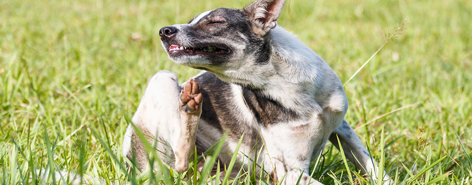 dog scratching its face on the grass