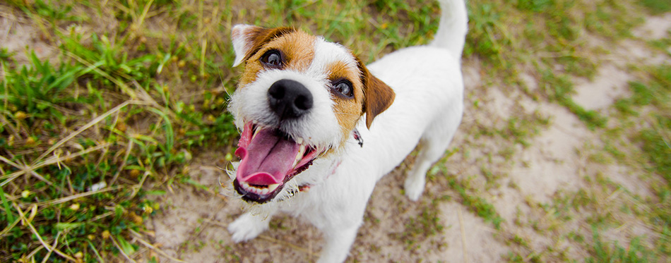 dog smiling