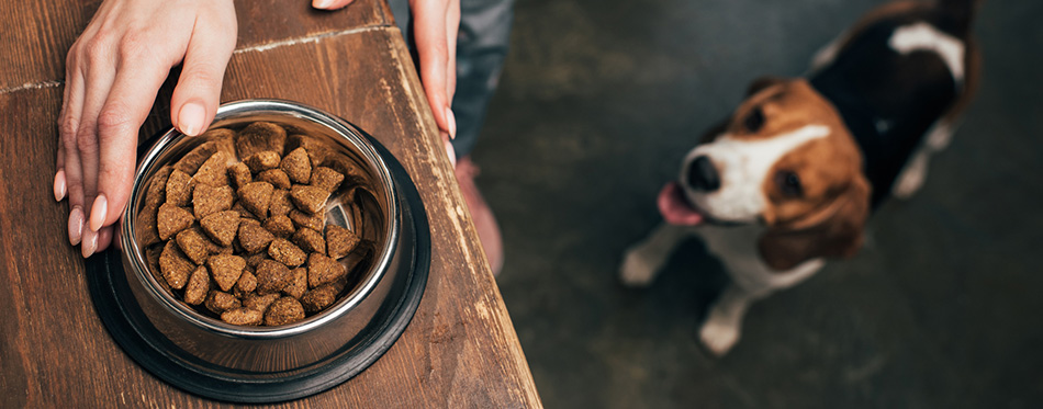 dog waiting for a food