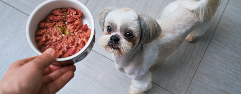 dog waiting for food