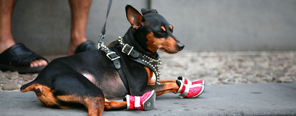 dog with red boots