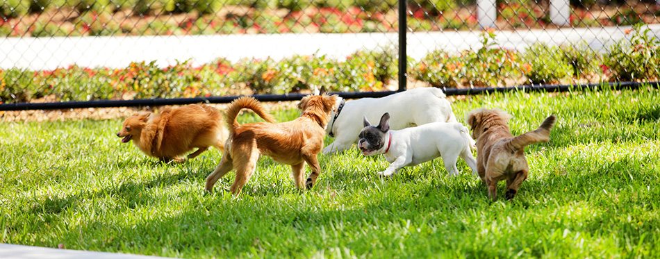 dogs playing in park