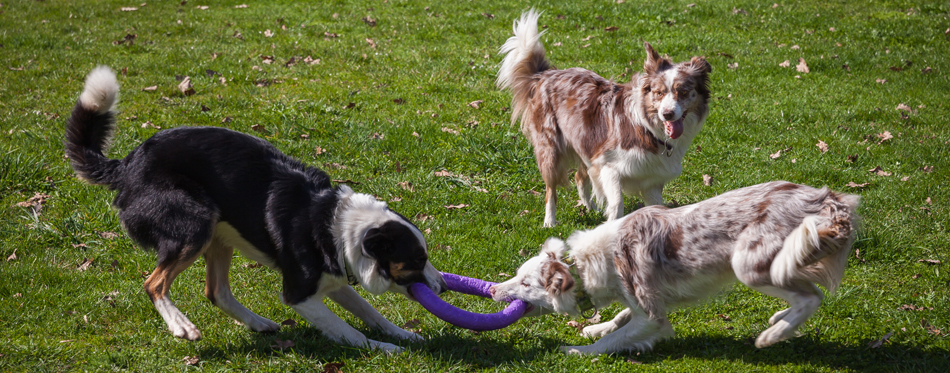 dogs playing