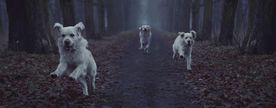 dogs running in the dark