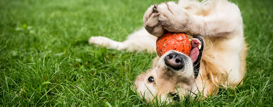 golden retriever dog playing outdoors