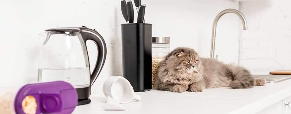 grey cat lying on the counter