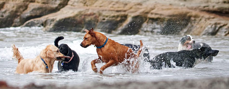 group of dogs playing in the ocean