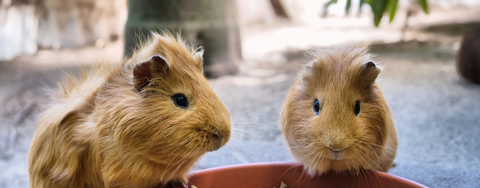 guinea pigs are having meal