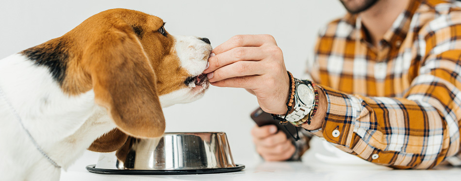 man feeding his dog