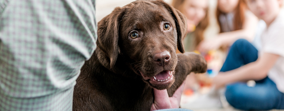 man holding puppy