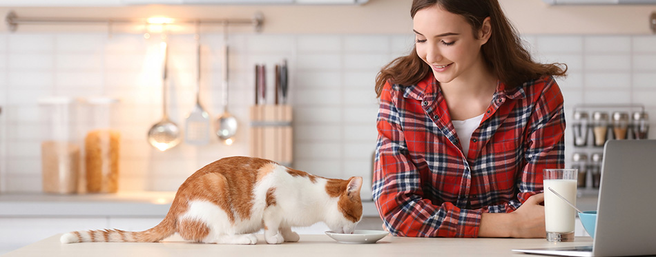 owner feeding her cat at home