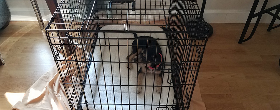 puppy in metal cage