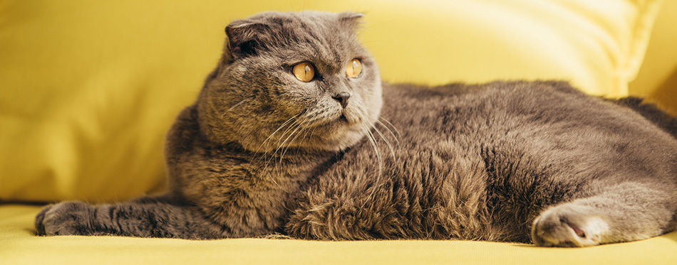 scottish fold cat on yellow sofa at home