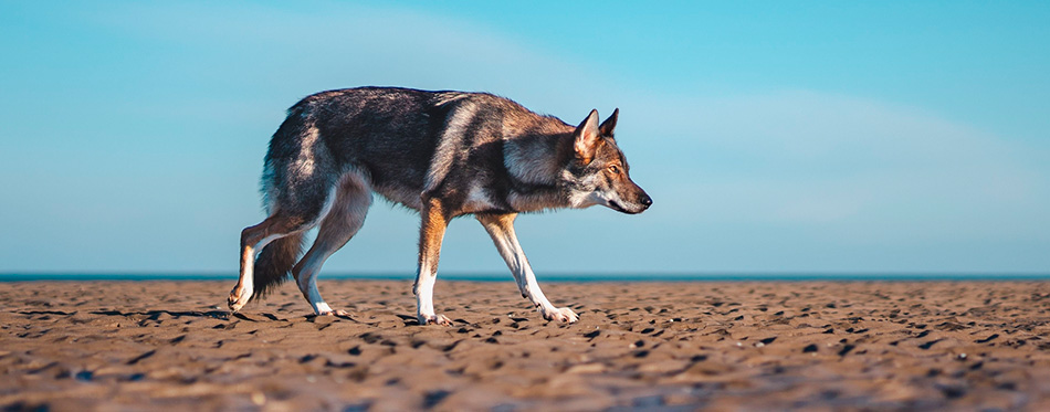 wolfdog walking at the beach