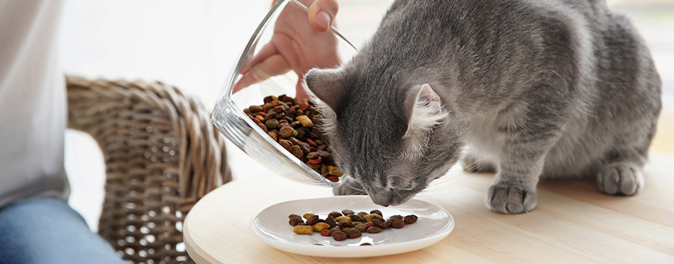 woman feeding cute cat