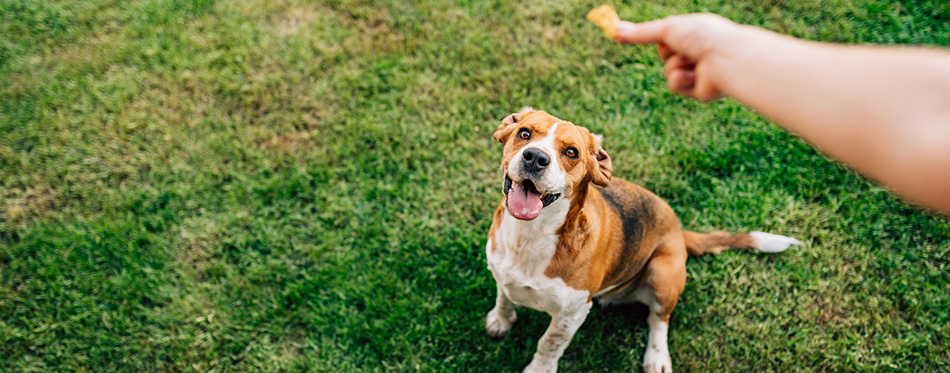 woman feeding dog with treats