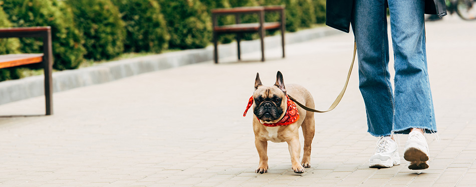 woman walking her dog