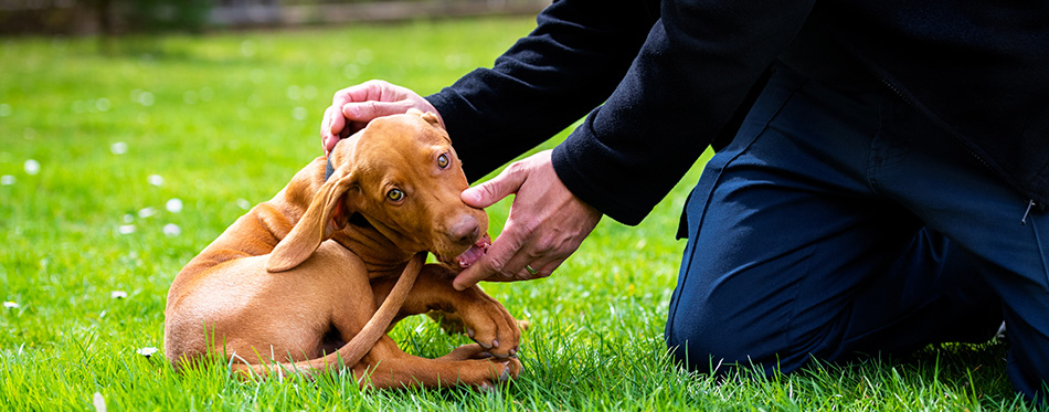 2 months old cute hungarian vizsla dog puppy biting owners fingers while playing outdoors in the garden. Obedience training.