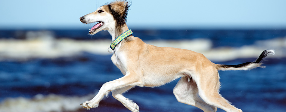 5 months old saluki puppy on the beach