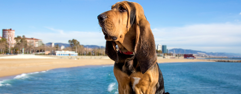 A beautiful bloodhound puppy at 5 months sits
