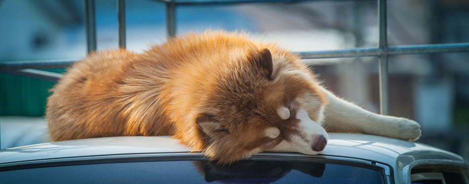 A big dog sleep on the roof of white car beside the road