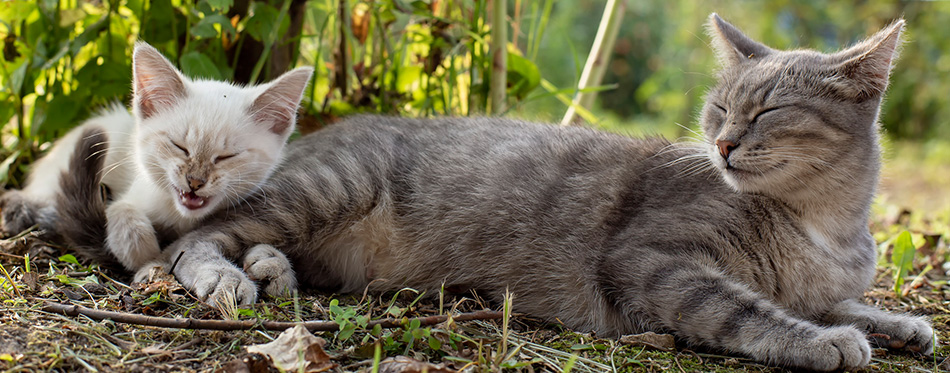 A cat is napping next to a kitten who has finished yawning and looks as if he is laughing or about to sneeze, in the shade of a tree, in the countryside. 