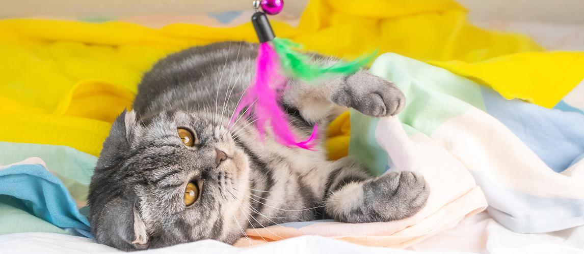 A gray Scottish fold cat with yellow eyes lies on the bed and plays with feathers on a string. The concept of home fun, comfort. Cute funny pet.