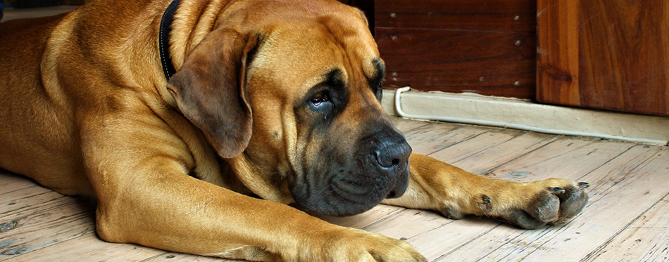 A high angle shot of a lazy Boerboel lying