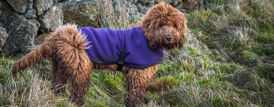 A muddy young cockapoo puppy enjoying a walk outdoors on the hillside - stock image