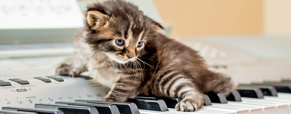 A small striped kitten on the piano keys