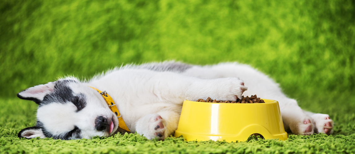 A small white dog puppy breed siberian husky