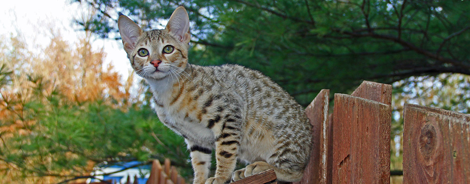 A spotted gold colored domestic Serval Savannah kitten