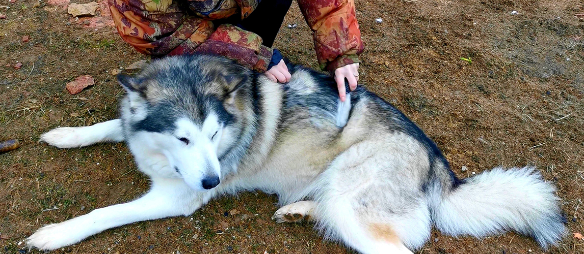 A woman is brushing the dog hair of a husky