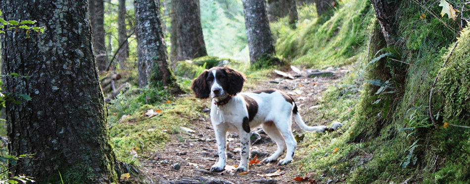 A working english springer spaniel on a woodland trail