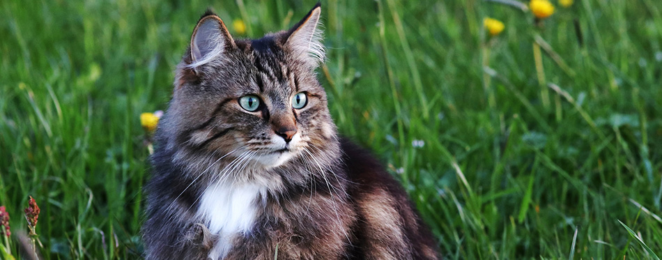 A young Norwegian forest cat is hunting