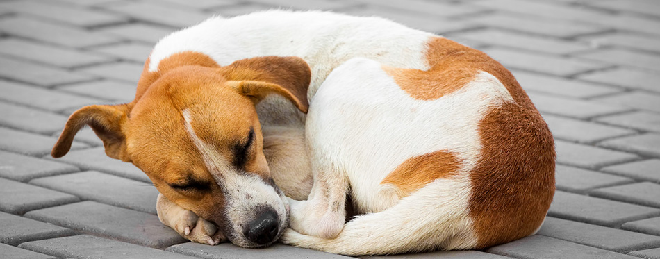 Abandoned dog sleeping on the street