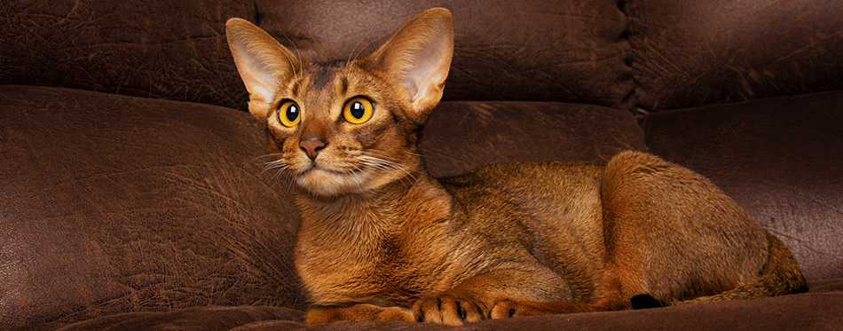 Abyssinian Cat